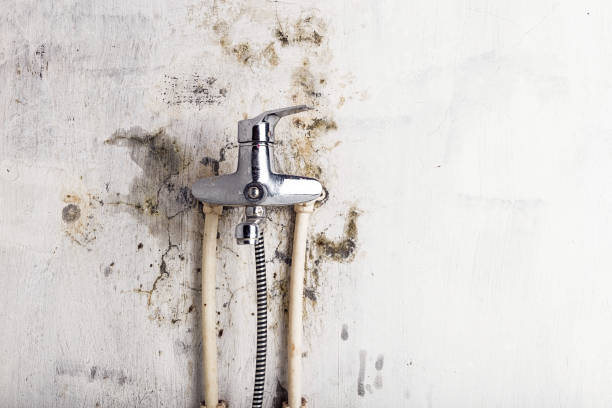 Best Commercial Mold Removal  in East Quincy, CA