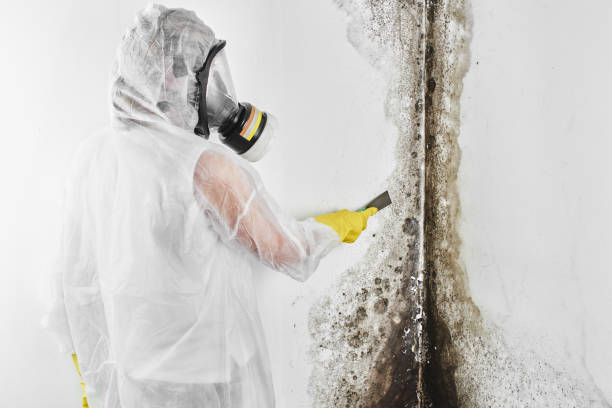 Best Professional Mold Removal  in East Quincy, CA