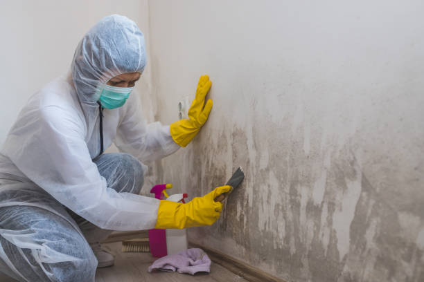 Best Emergency Mold Removal  in East Quincy, CA