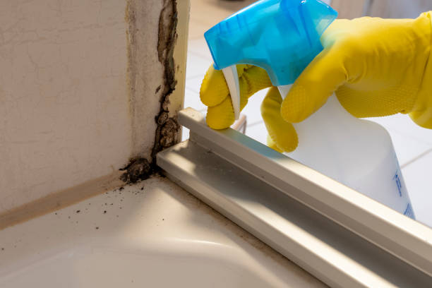 Best Mold Removal Process  in East Quincy, CA