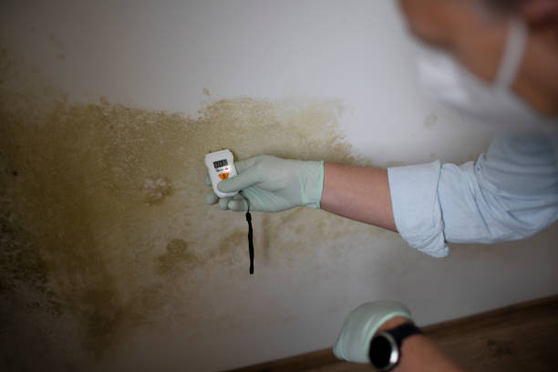 Trusted East Quincy, CA Mold Removal Experts