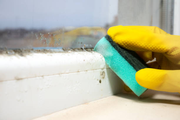 Attic Mold Removal in East Quincy, CA