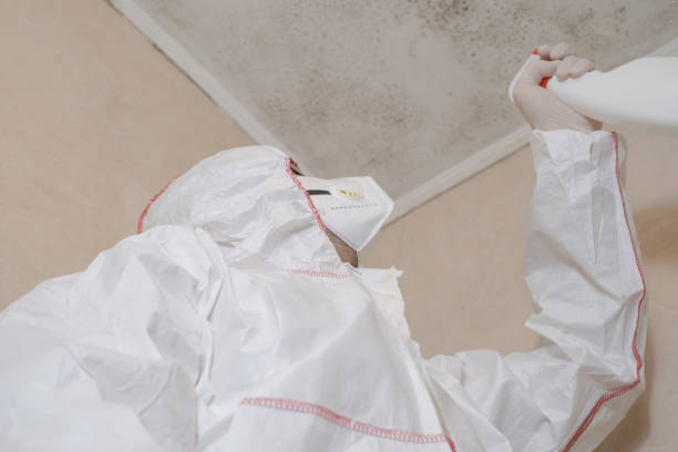 Best Fast Mold Removal  in East Quincy, CA