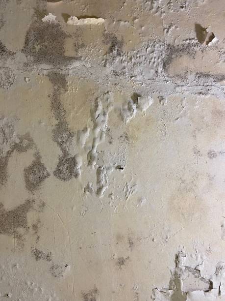 East Quincy, CA Mold Removal Pros