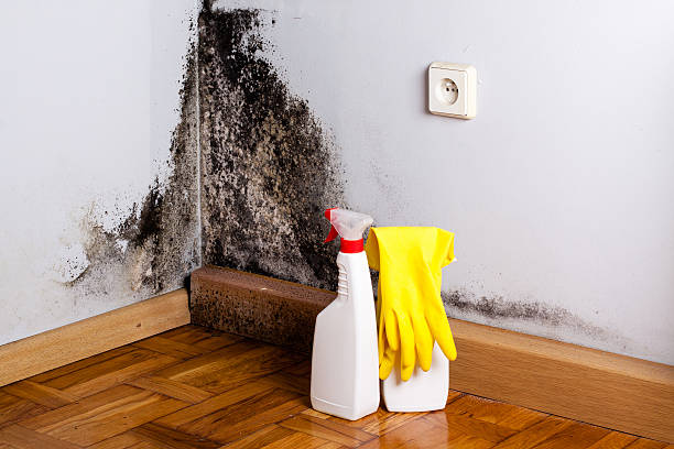 Best Mold Damage Repair  in East Quincy, CA