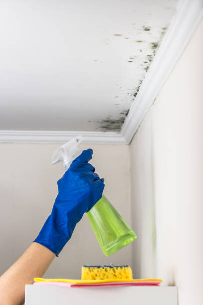 Best Residential Mold Removal  in East Quincy, CA
